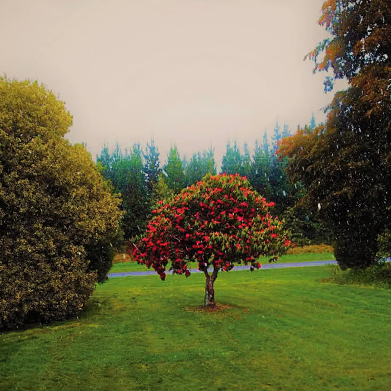 THE BATS 'Foothills' LP